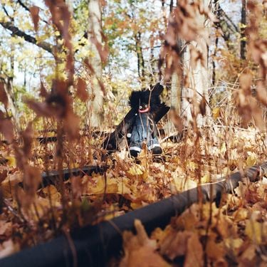 1248537-golliwog_133319 (1).jpg